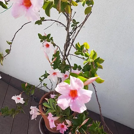 Flower-Sea Apartment Sesimbra Апартаменты Сесимбра